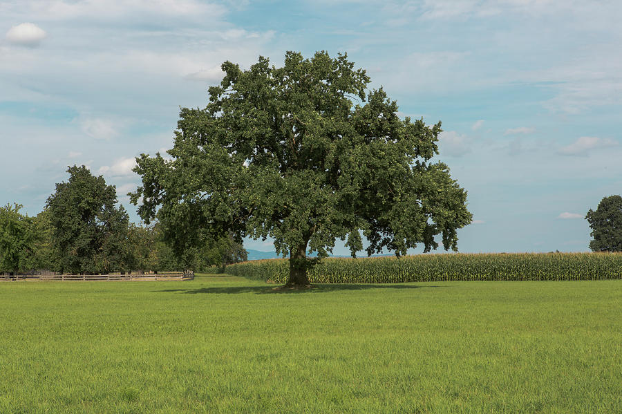 Tree In Field Photograph
