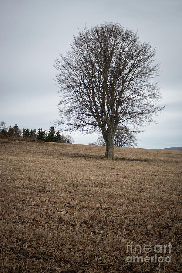 Tree in Field Photograph by SJ Elliott Photography