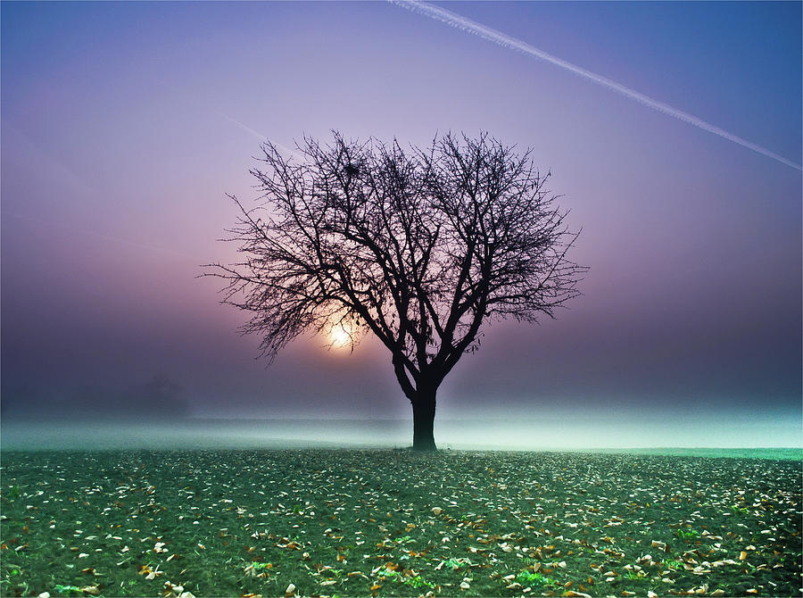 Tree In Field Photograph by Ulrich Mueller