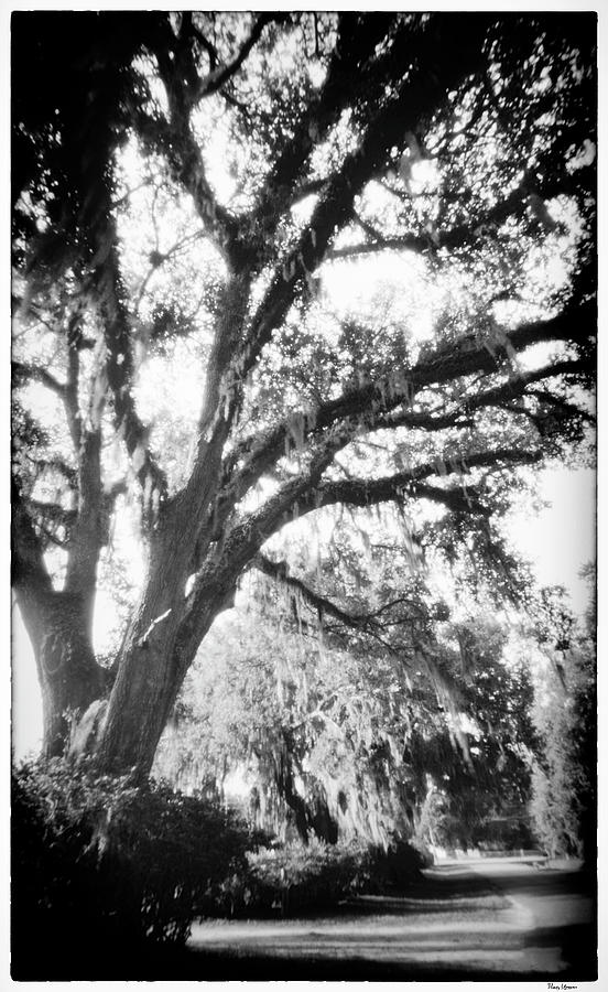 Pinhole Tree in Florida Photograph by Rudy Umans