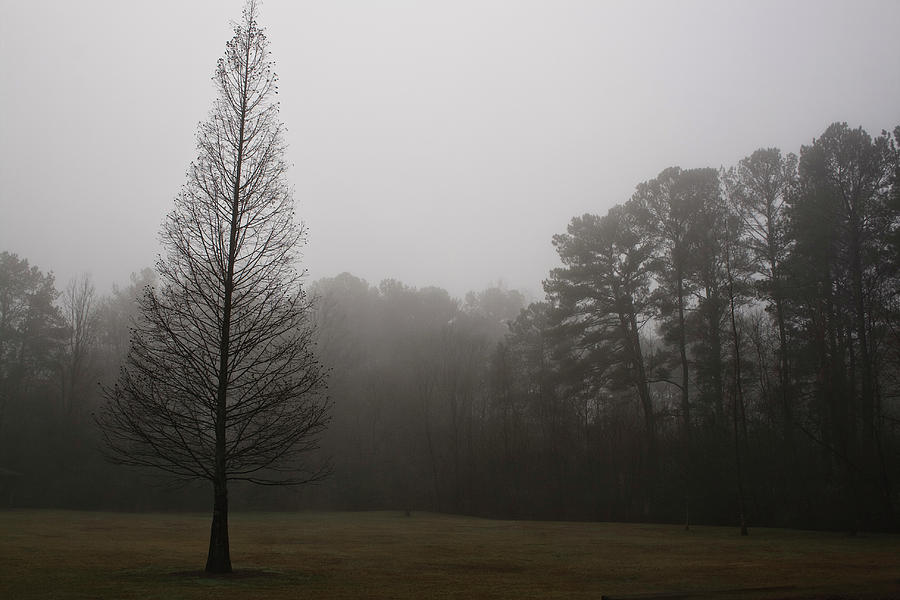 Tree in Fog 2 Photograph by Ayesha  Lakes