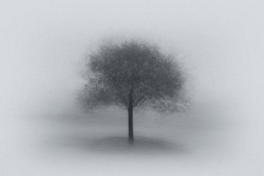 Tree In Fog Photograph by Aidong Ning