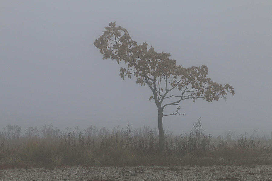 Tree in Fog Photograph by William Selander