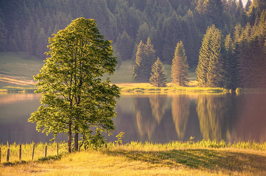 Tree In Front Of A Lake Photograph by Andreas Schott (bonnix)