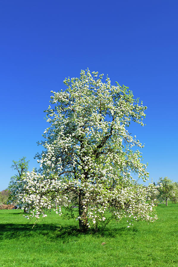 Tree in full bloom in Spring Photograph by Matthias Hauser | Fine Art ...