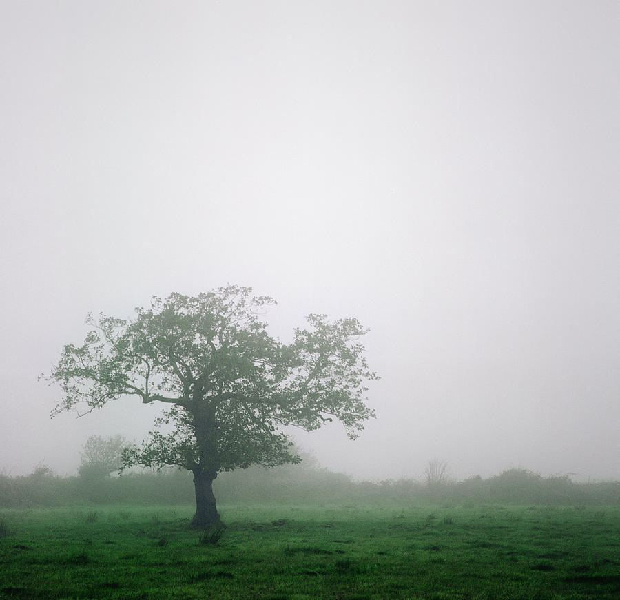 Tree In Green Field Under Foggy Skies Photograph by Danielle D. Hughson