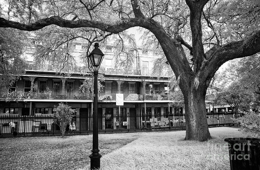 Tree in Jackson Square Park New Orleans Infrared Photograph by John Rizzuto