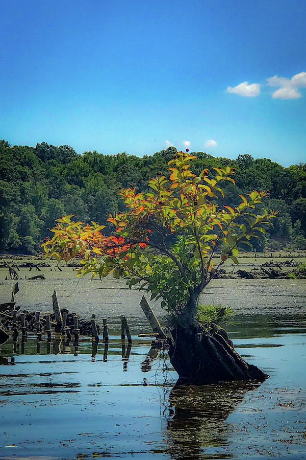 Tree in Mallows Bay Photograph by Lora J Wilson