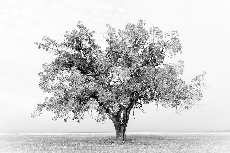 Tree in Monochrome Photograph by Catherine Avilez