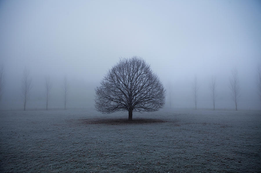 Tree In Morning Mist Photograph by Wowstockfootage