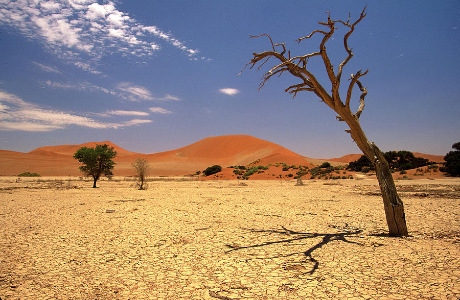 Tree In Namib Desert, Namibia Photograph by Walter Bibikow