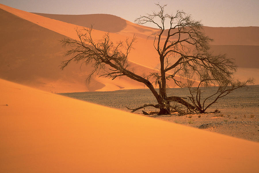Tree In Namibia Desert, Namibia, Africa Photograph by Walter Bibikow