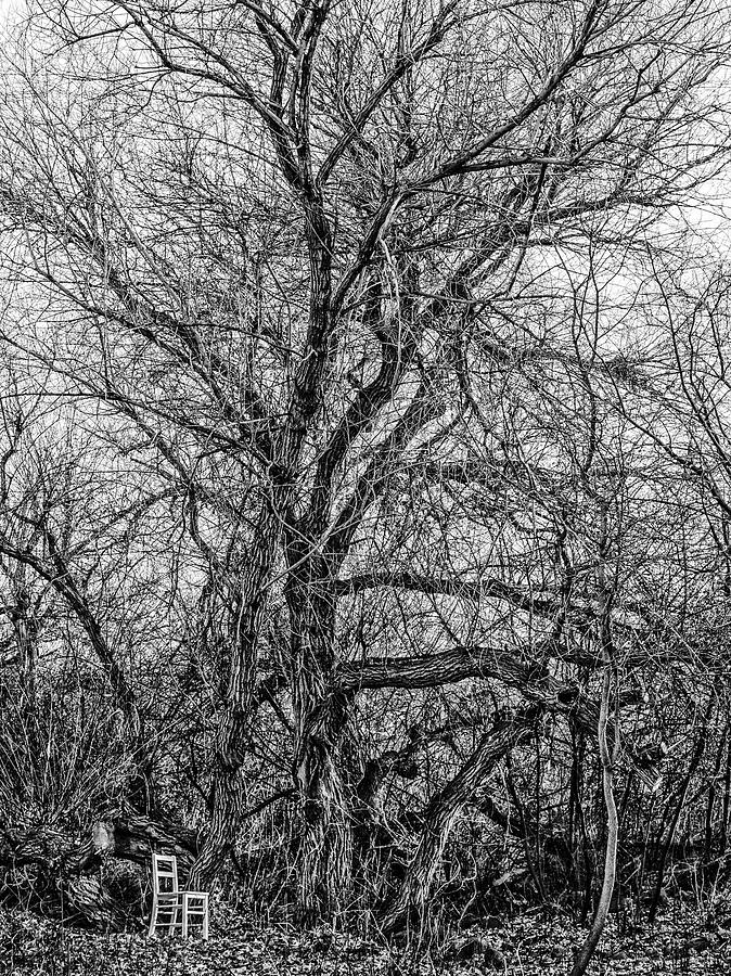 Tree in Nature Park / The Chair Project by Dutch Bieber Tree in Nature Park / The Chair Project by Dutch Bieber