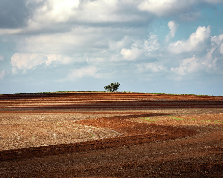 Tree in Plowed Field Photograph by Hillis Creative