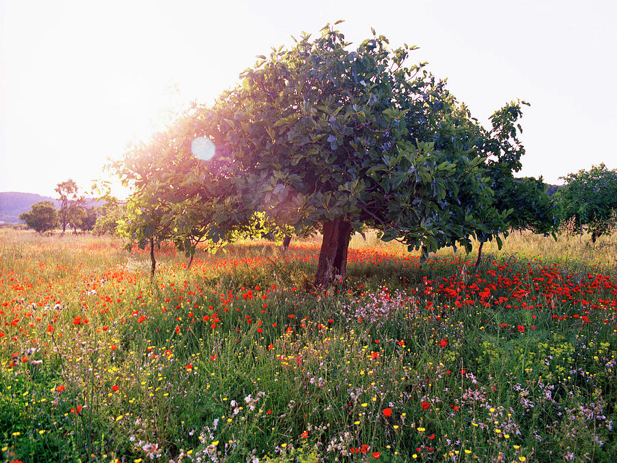 Tree In Poppy Field On Ibiza Island, Spain Photograph by Jalag / Oliver Schwarzwald