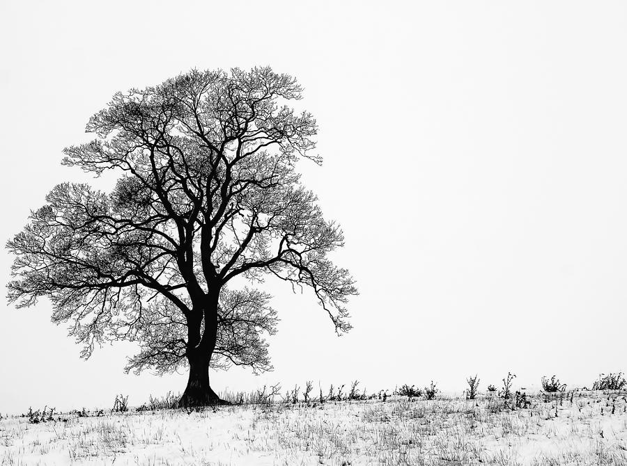 Tree In Snow Photograph by Shelly Chapman