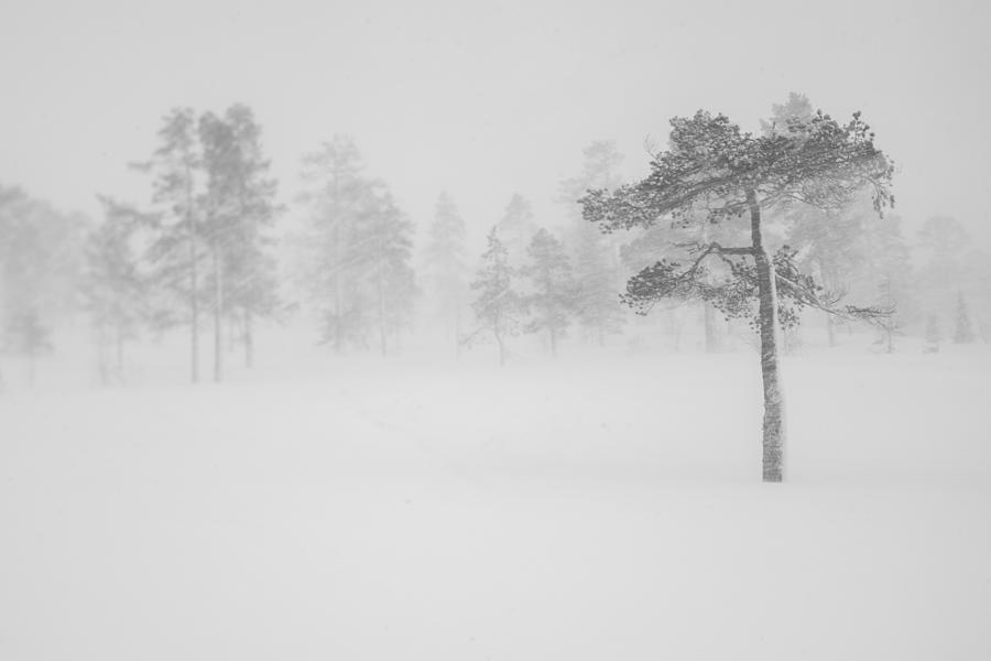 Tree In Snowstorm Photograph by Helena Normark