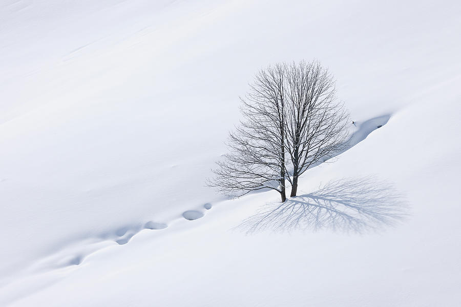 Tree In Snowy Winter Landscape Photograph by Martin Ruegner