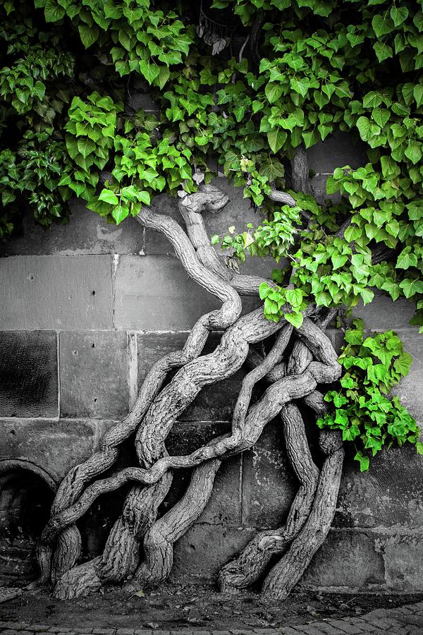 Tree in the city Photograph by Robert Grac
