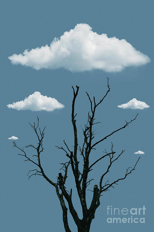 Tree in the Clouds by David Lichtneker Tree in the Clouds by David Lichtneker
