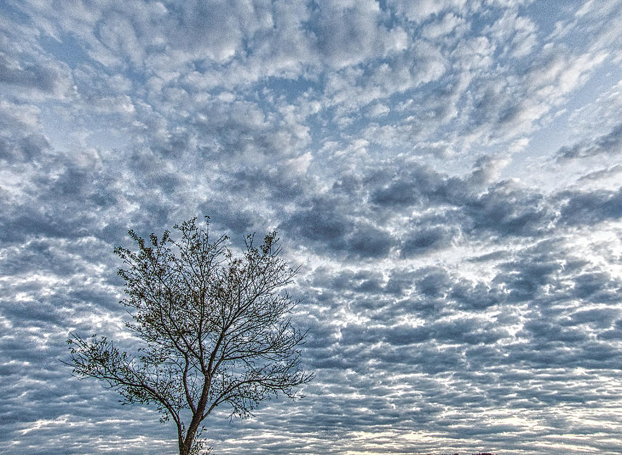 Tree In The Clouds Photograph