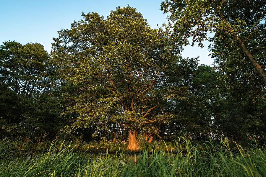 Tree In The Evening Light In Untouched Nature In Spreewald, Brandenburg Photograph by Martin Siering Photography