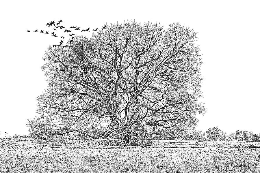 Tree in the Field 090 - Sketch by Ericamaxine Price Tree in the Field 090 - Sketch by Ericamaxine Price