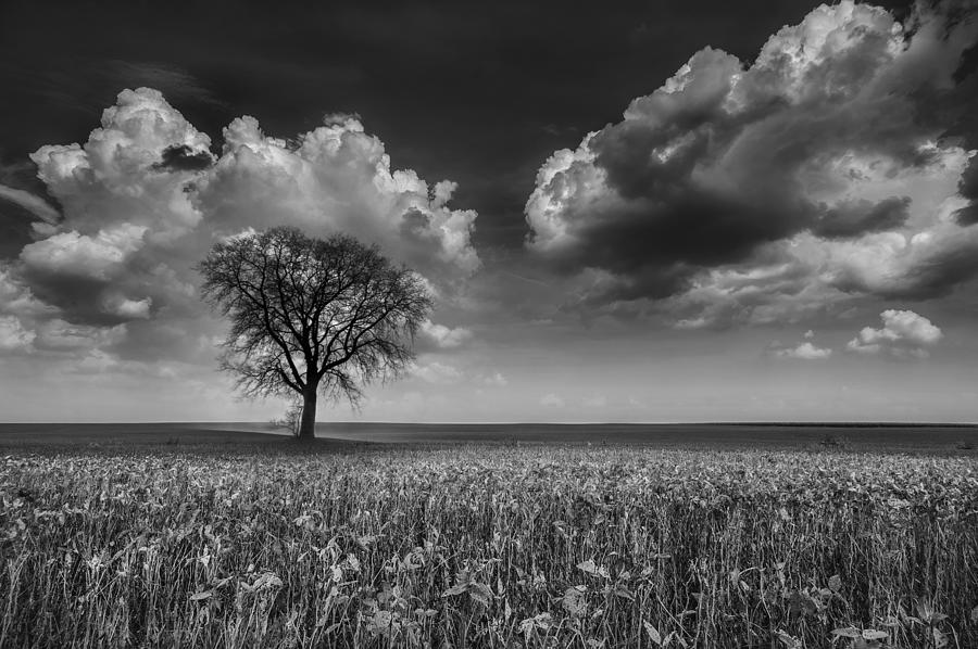 Tree In The Field Photograph by Wei Liu