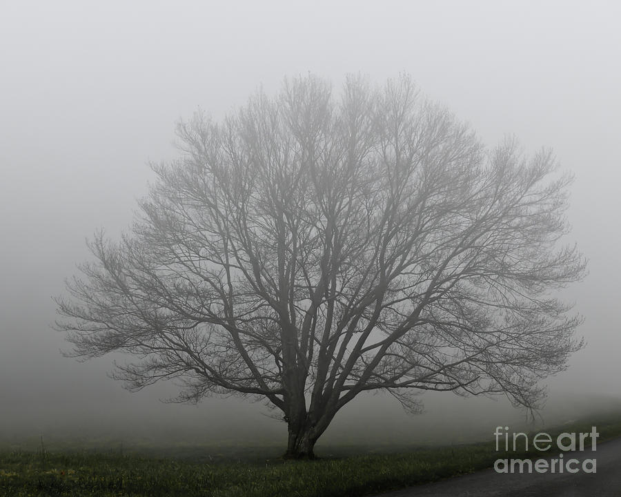 Tree In The Fog - 2 Photograph by Kerri Farley