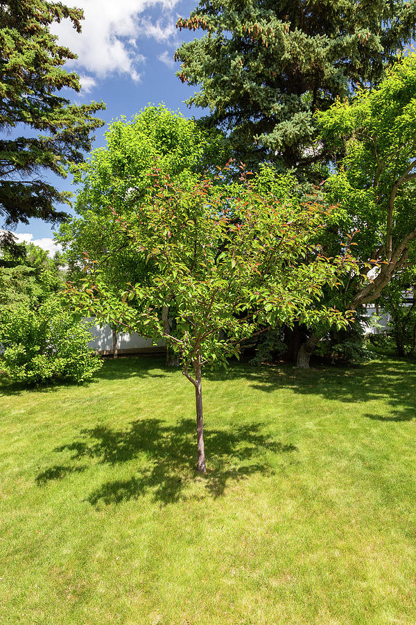 Tree in the Garden by Tom Buchanan Tree in the Garden by Tom Buchanan