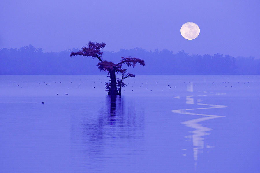 Tree In The Lake At Dawn Digital Art by Heeb Photos