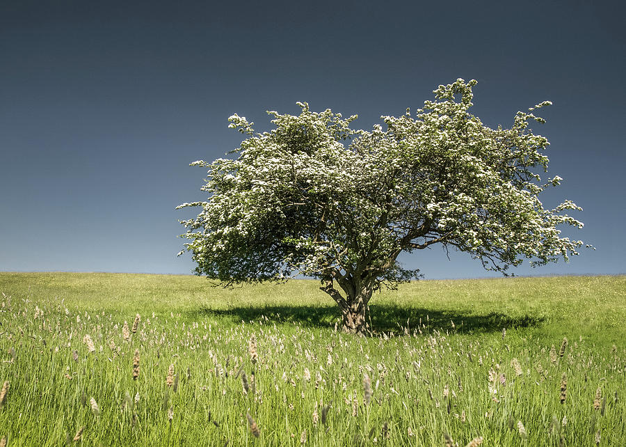 Nature Photograph - Tree In The Meadow by Michal Baran