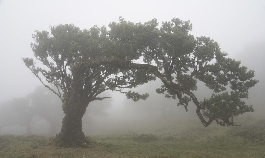 Tree In The Mist Photograph by Karsten Wrobel - Fine Art America