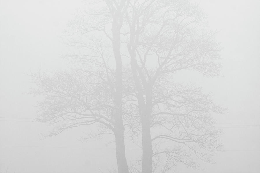 Tree In The Mist Digital Art by Ugo Mellone