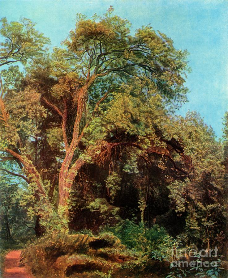 Tree In The Park Drawing by Print Collector