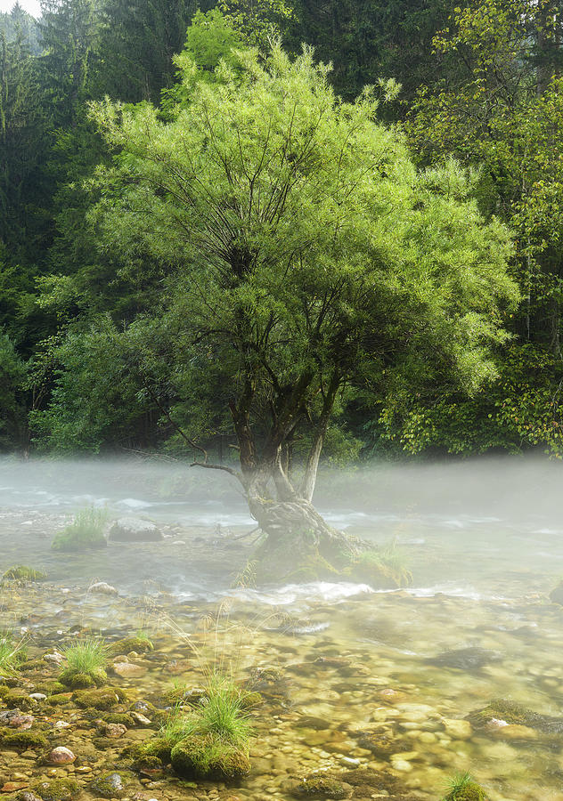 Tree In The Radovna River, Fog, Slovenia, Europe Photograph by Rainer Mirau