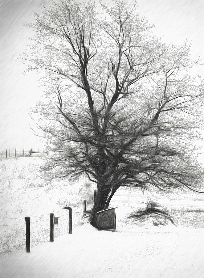 Tree in the Snow Photograph by Deborah Penland