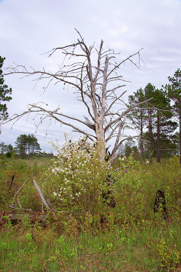 Tree In The Wetlands Photograph