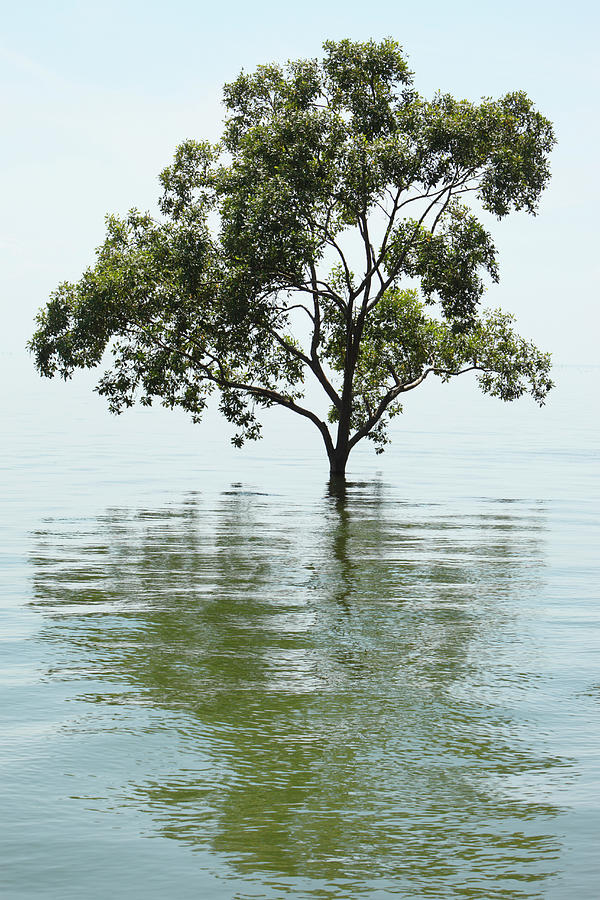Tree In Water Photograph by Paul Taylor