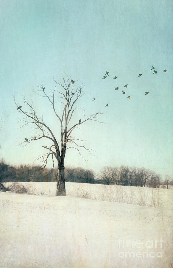 Tree in Winter Field Photograph by Jill Battaglia