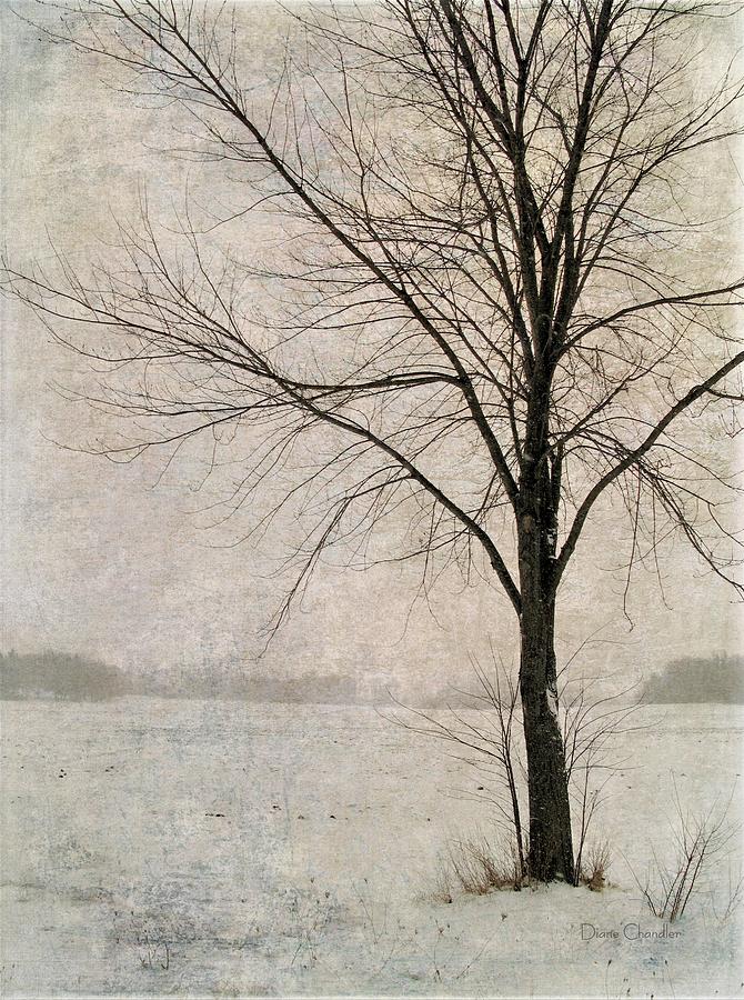 Tree in Winters Field Digital Art by Diane Chandler