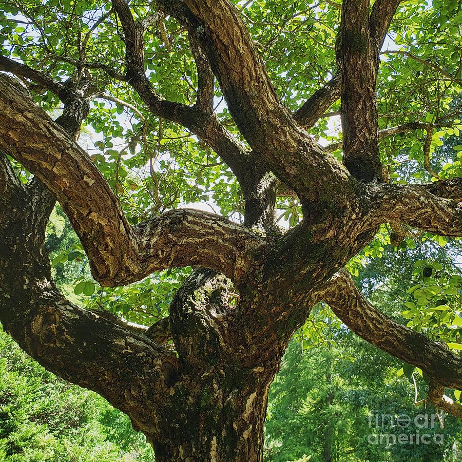 Tree Intricacy  Photograph by Anita Adams