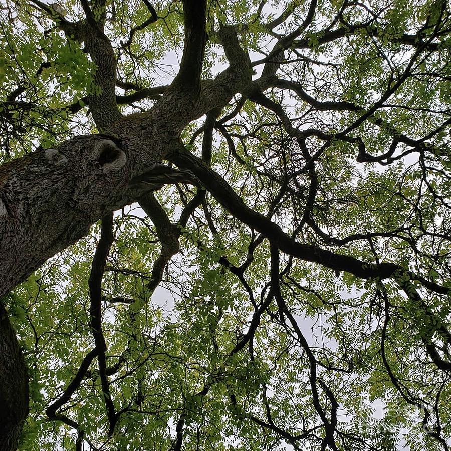 Tree - Ireland  Photograph by Anita Adams