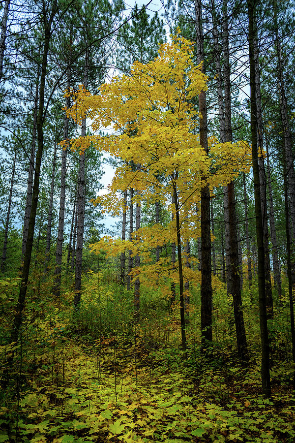 Tree Isolation Photograph by Zach Hall Fine Art America