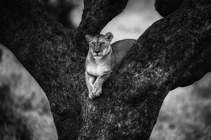 Wildlife Photograph - Tree Lady by Mohammed Alnaser
