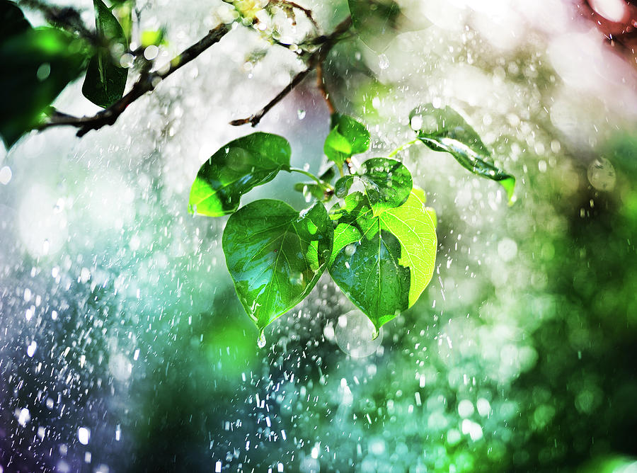 Tree, Leafs And Pouring Rain In Sunset Photograph by Olaser