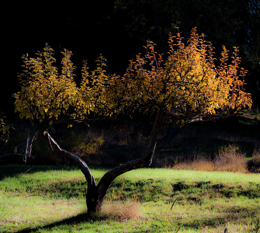 Tree Photograph by Lee Santa