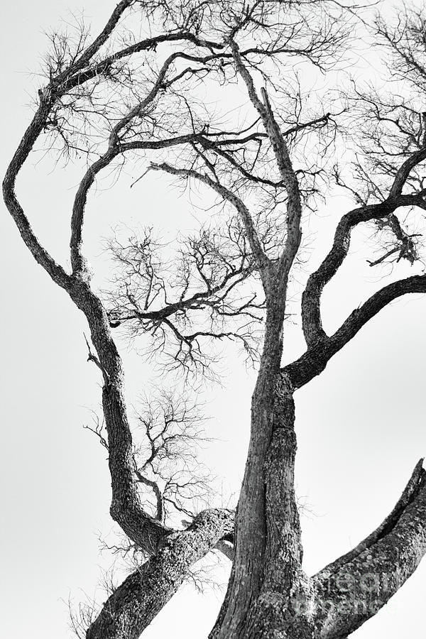 Tree Limbs In Black And White Photograph