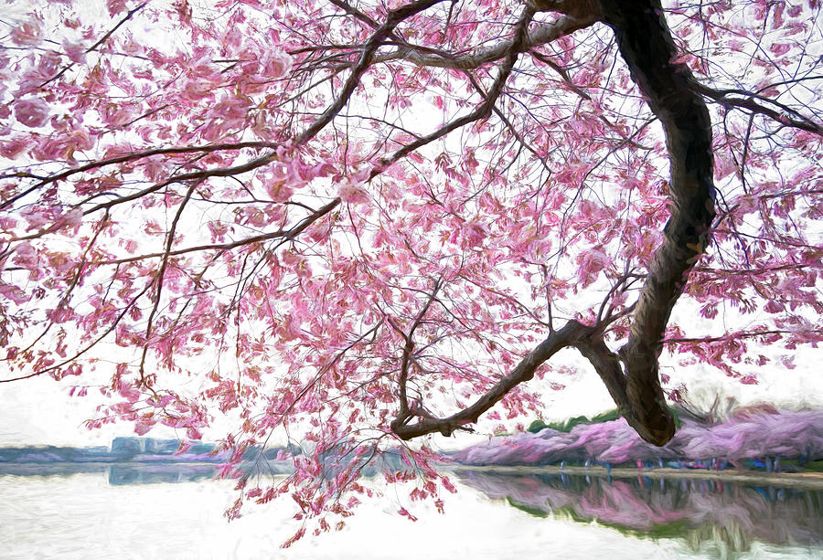 Tidal Basin Blossoms Photograph by Art Cole