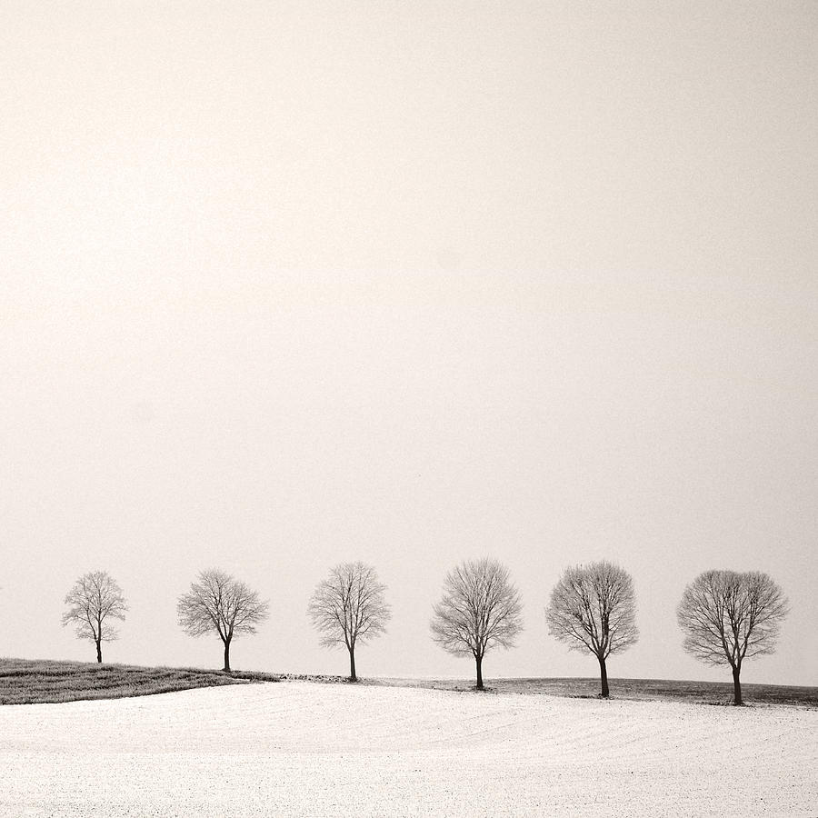 Tree Line by Lena Weisbek